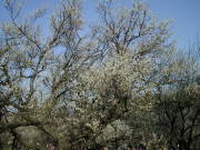 『梅の木』　写真